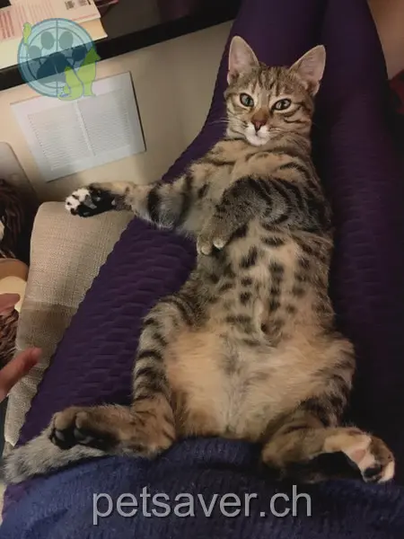 chatte lost 5 Chemin de la Neigette 2533 Evilard Capuche