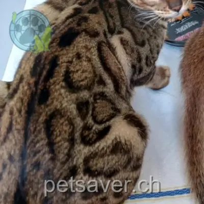 chatte lost 53 Rue du Général-Dufour 2502 Bienne Ika