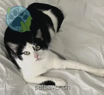 chatte lost 16  2555 Brügg Mila