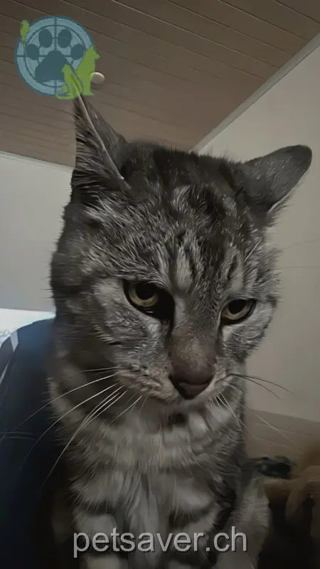 chatte lost 20 Ringstrasse 2560 Nidau Nikita