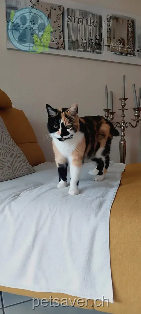 chatte lost 11 Wingarten 2552 Orpund Paradise