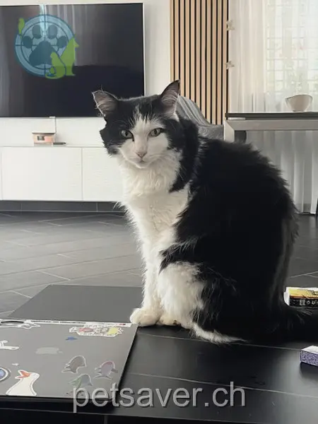 chatte lost 84 Rue des Prés 2503 Bienne Tschuppi