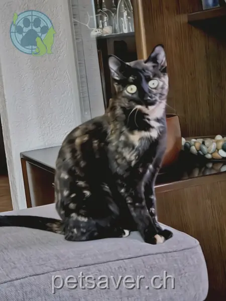 chatte lost 47 Près-du-Bois 2504 Bienne Vanille