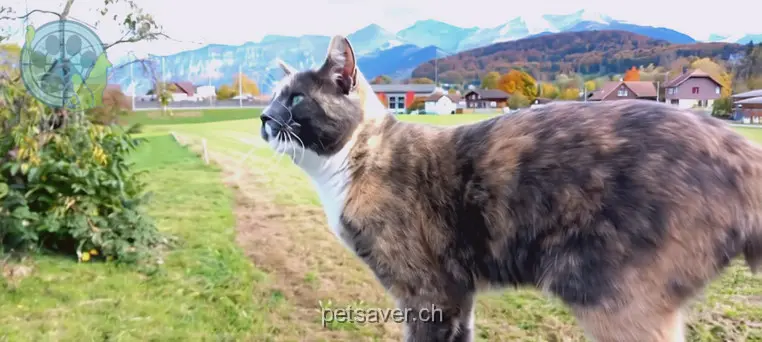 chatte lost 13 Gesigenweg 3700 Spiez Baghira