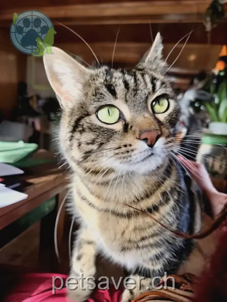 chatte lost 106 Kientalstrasse 3722 Scharnachtal Mata