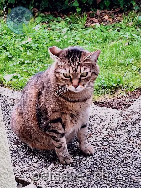 chatte lost 7a Beatusstrasse 3700 Faulensee Momo