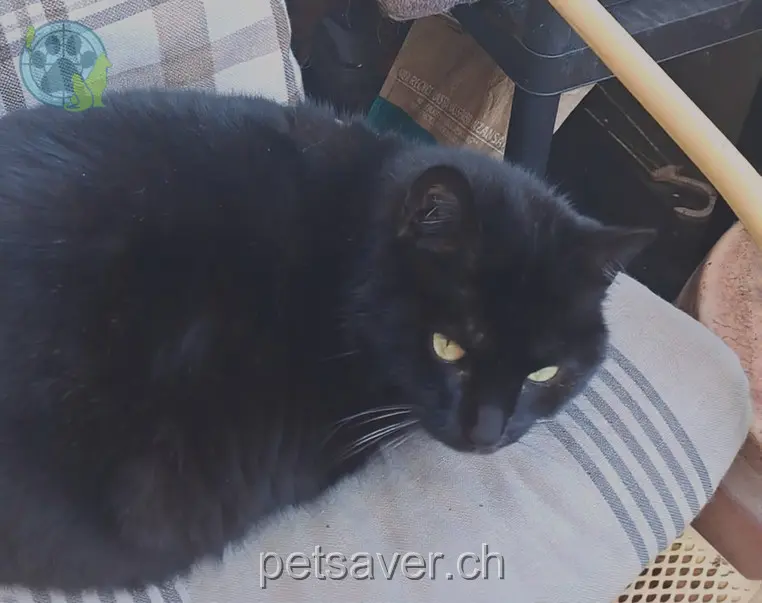 chatte lost 20 Weekendweg 3646 Spiez Nala