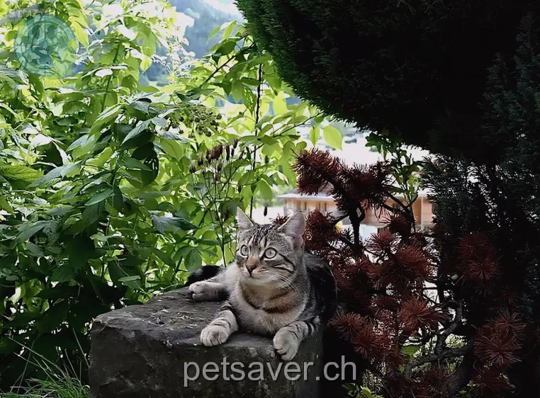 chatte lost 20 Tellenfeldgässli 3714 Frutigen Winny