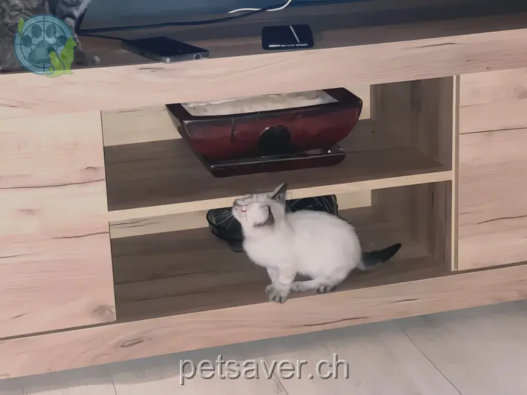 chatte lost 40 Aegertenstrasse 4923 Wynau Blanka