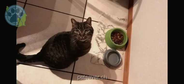 chatte lost 1 Niedermatt 3363 Oberönz Chiara