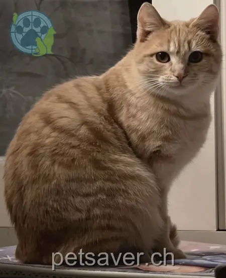 chatte lost 5 Tannenweg 3362 Niederönz Chili