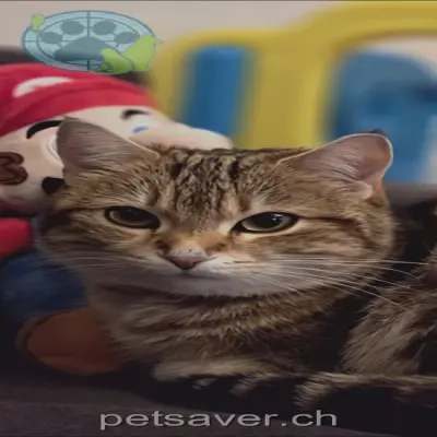 chatte lost 21g Zürichstrasse 4922 Bützberg Lana