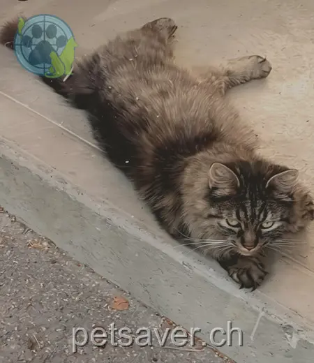 chatte lost  Lindenholz 4936 Kleindietwil Mia