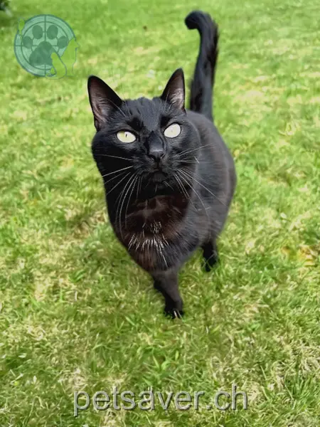 chatte lost 17 Bäreggstrasse 4900 Langenthal Nala