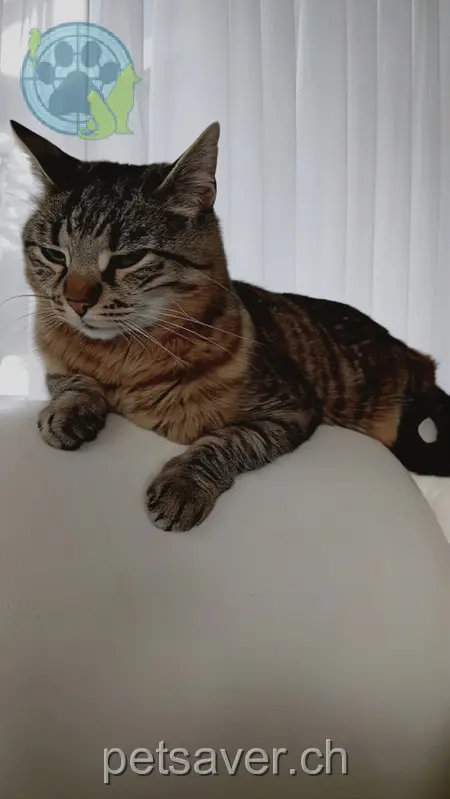 chatte lost 9 Buchwaldweg 4914 Roggwil (BE) Nala