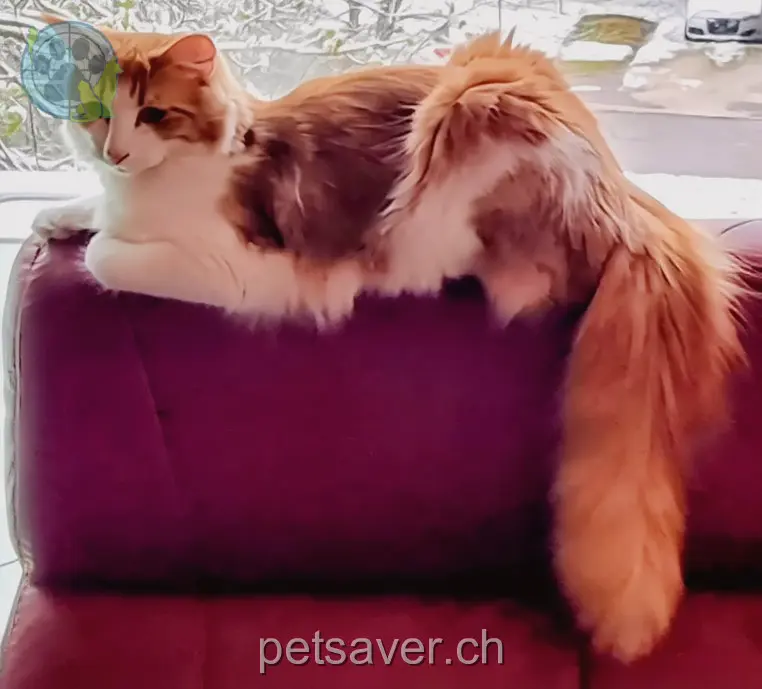 chatte lost 6 Gärtnereistrasse 4536 Attiswil Rufnahme