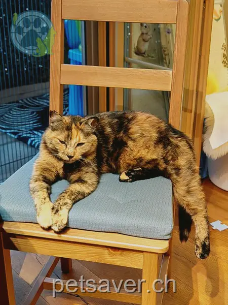 chatte lost 8 Ibachstrasse 4950 Huttwil Zora