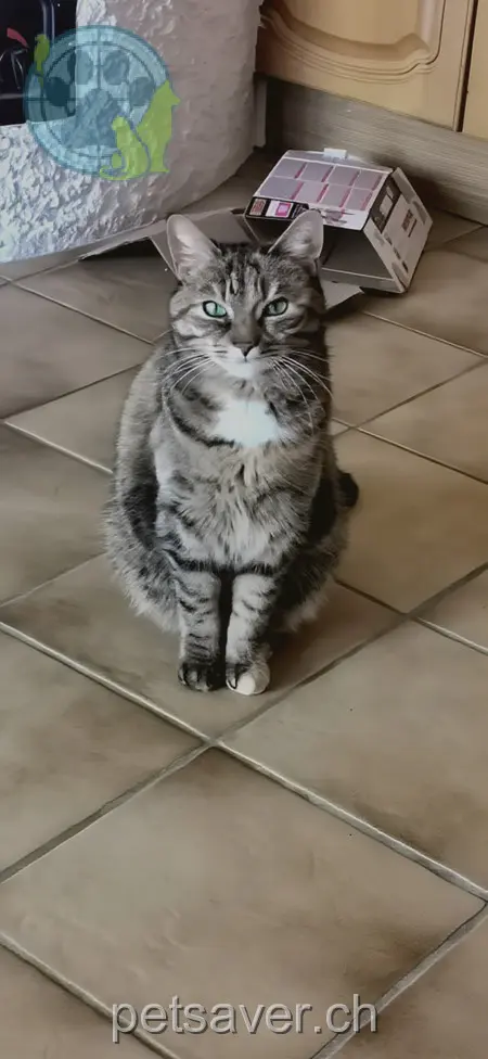 chatte lost 32b  3664 Burgistein Coco