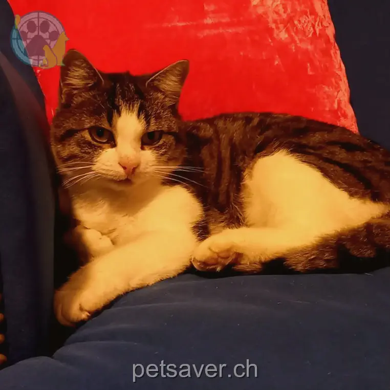 chatte lost 71k  3617 Fahrni bei Thun Baunti