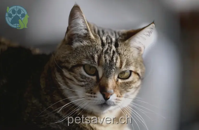 chatte lost 8a Räbacher 3627 Heimberg Kira