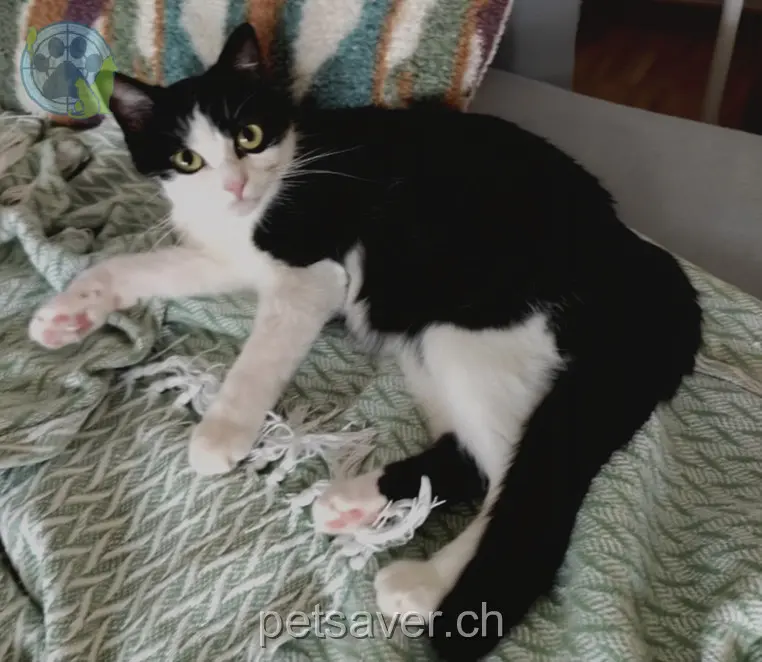 chatte lost  Länggasse 3600 Thoune Lilu