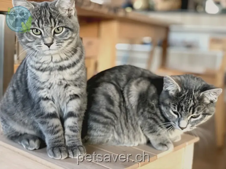 chatte lost 18 Obermatt 3624 Goldiwil Loa