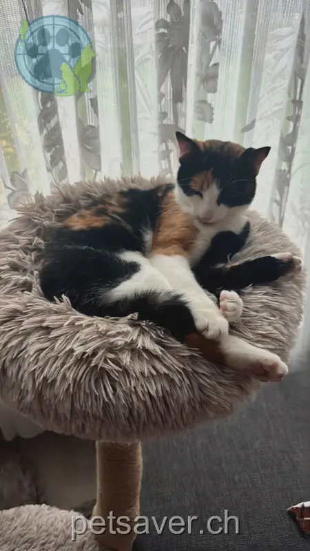 chatte lost 7 Hallerstrasse 3604 Thoune Luna