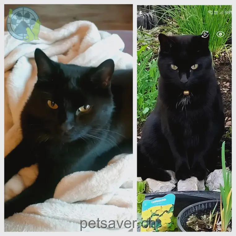 chatte lost 29 Grodweg 3647 Reutigen Nora