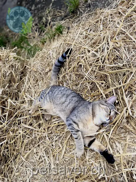 chatte lost 15 Rothachenweg 3627 Heimberg Tigi