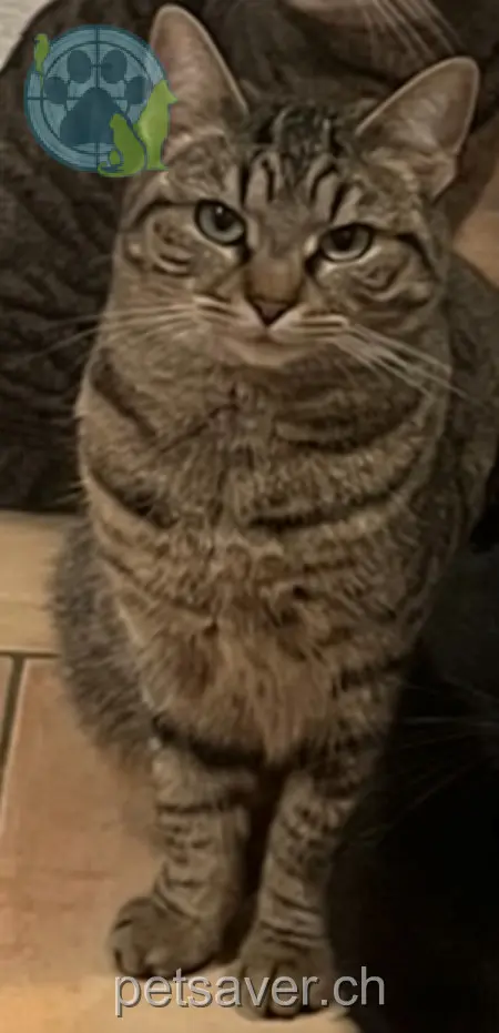 chatte lost 27 Bahnhofstrasse 3315 Bätterkinden Amy