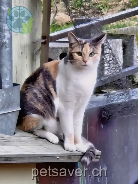 chatte lost 60 Bernstrasse 3324 Hindelbank Amy