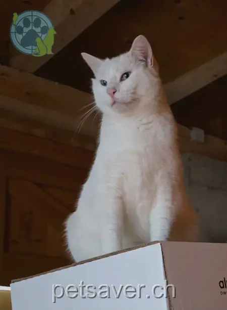 chatte lost 377  3555 Trubschachen Jolene