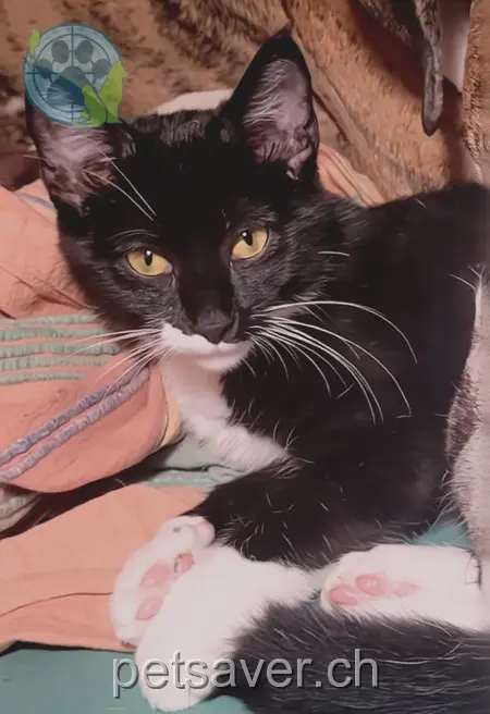 chatte lost 406  3551 Langnau im Emmental Luna