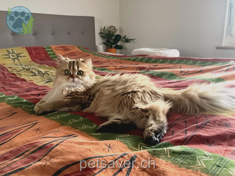 chatte lost 13 Lauperswilstrasse 3436 Lauperswil Marigold