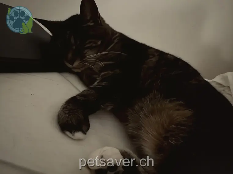 chatte lost 2 Neuhofweg 3400 Berthoud Müüseli