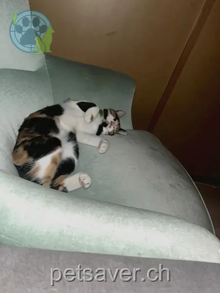 chatte lost 942e  3553 Langnau im Emmental Nala