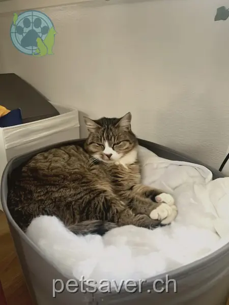 chatte lost 11 Meisenweg 3400 Berthoud Roxy