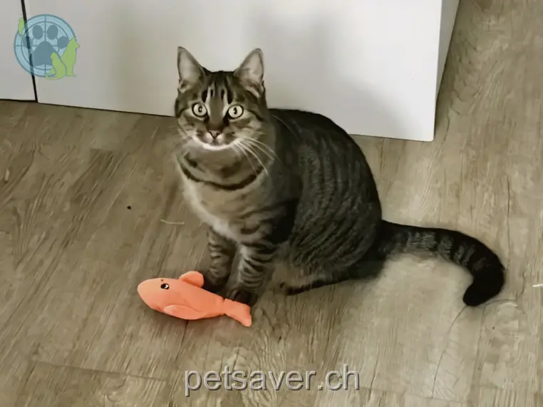 chatte lost 13 Mettlenweg 3324 Hindelbank Sunny