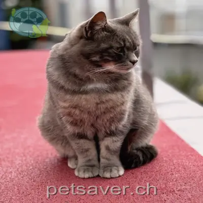 chatte lost 29 Wispilenstrasse 3780 Gstaad Foofy