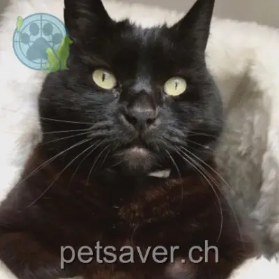 chatte lost 10 Sous-Graitery 2738 Court Coline