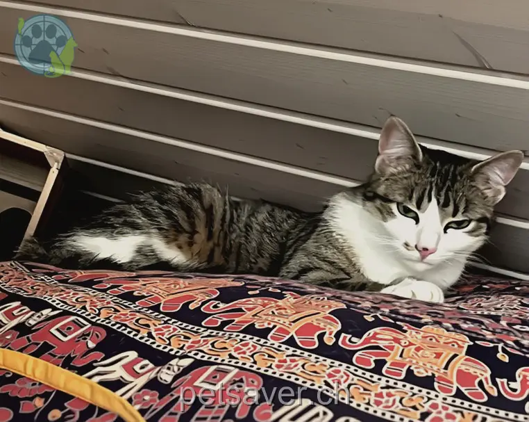 chatte lost 7 La Marchande 2534 Orvin Ning