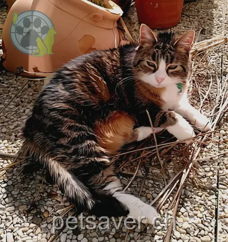 chatte lost 8 Chemin des Alouettes 2515 Prêles Rosalie