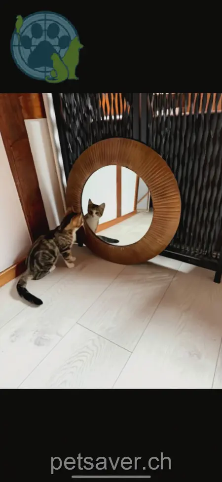 chatte lost 39 Grand-Rue 2710 Tavannes Zaya