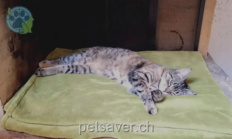 chatte lost 19 Hardernstrasse 3250 Lyss Arya