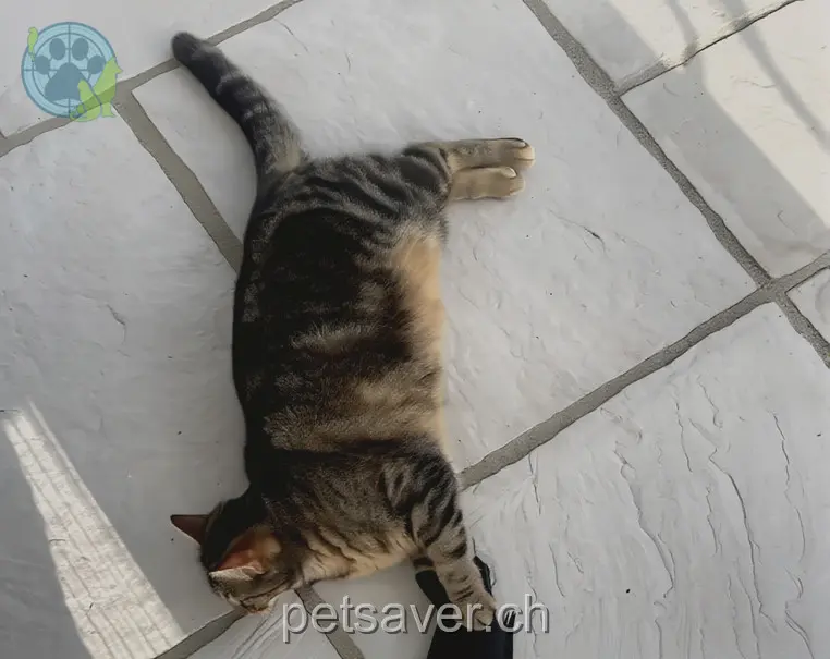 chatte lost 5 Schaubmatt 3294 Büren an der Aare Joy