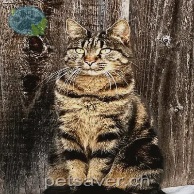 chatte lost  Lehn 3262 Suberg Kvikka