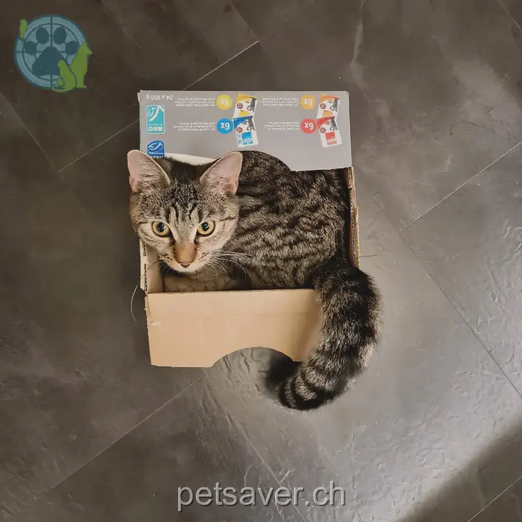 chatte lost 13a Flurweg 3250 Lyss Lilly