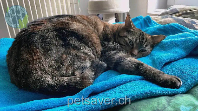 chatte lost 12 Aareweg 2557 Studen (BE) Mitzi