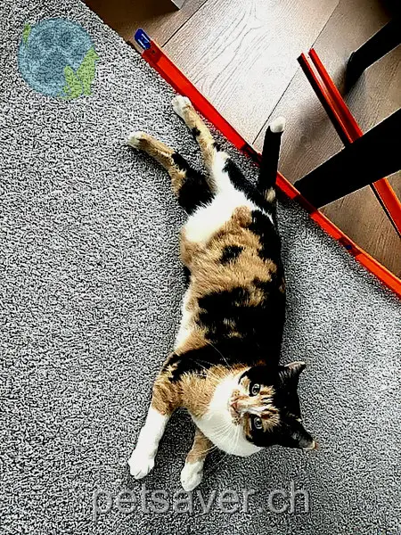 chatte lost 2 Hohmattweg 3267 Seedorf (BE) Nala