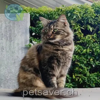 chatte lost 7 Meisenweg 3252 Worben Nayla